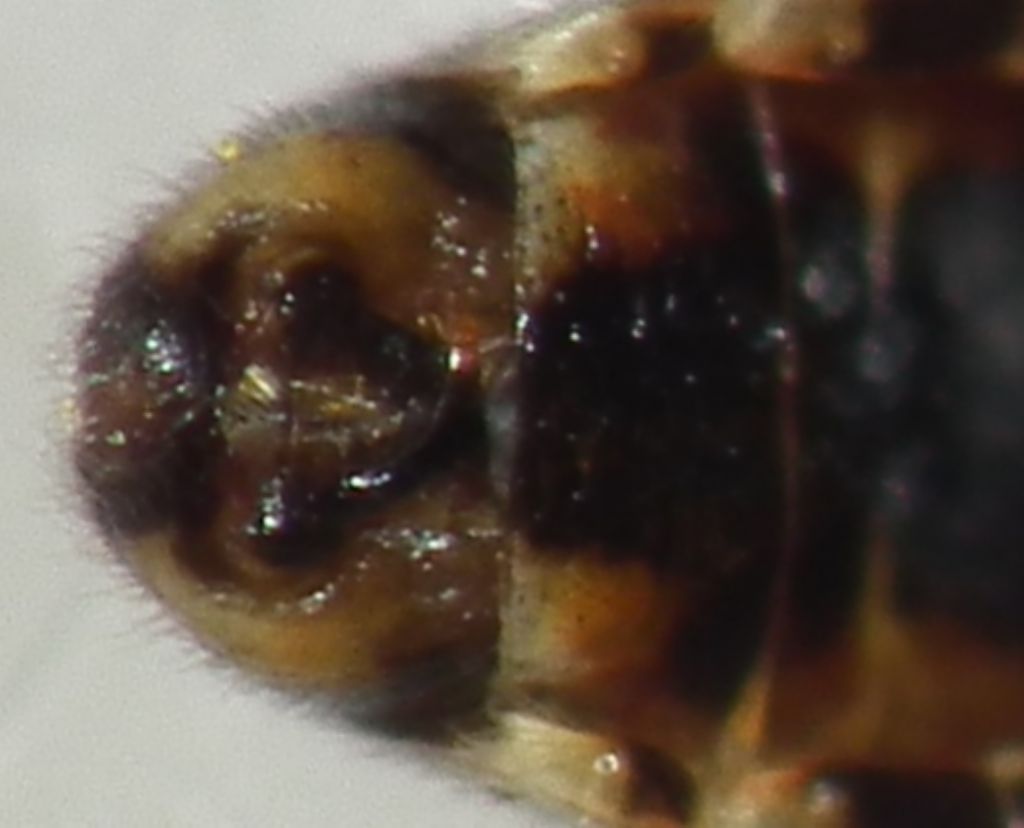 Nysius graminicola?  S !